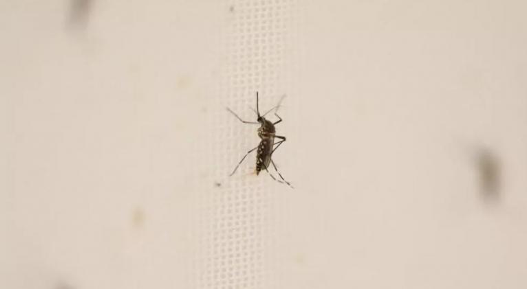 «Cazadores de virus» rastrean las amenazas para evitar una nueva pandemia