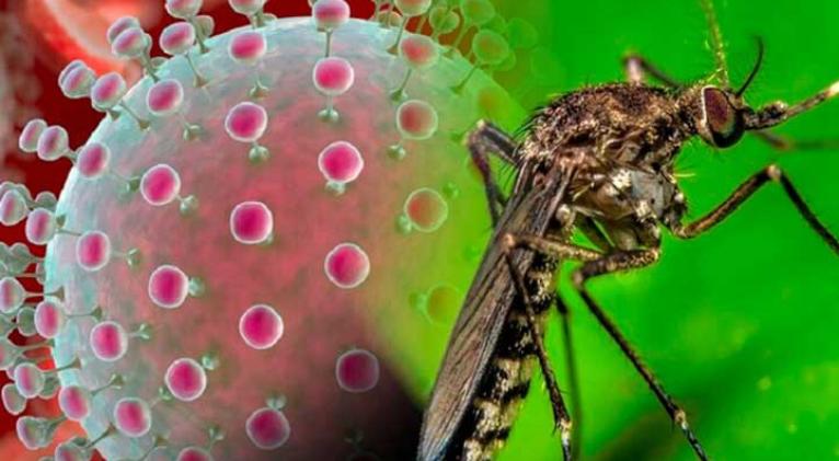 Crean sitio web para informar sobre virus Oropouche