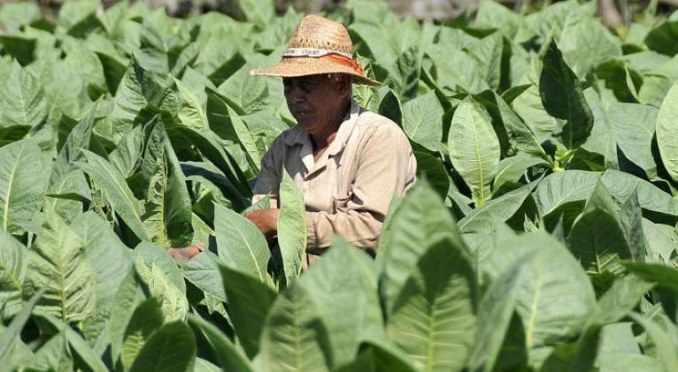 Todo listo en Cuba para iniciar campaña tabacalera