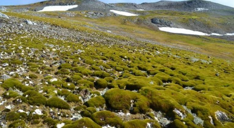La Antártida se pone cada vez más verde