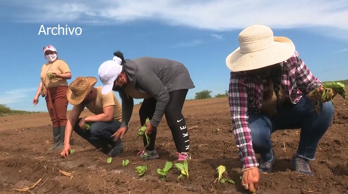 Avanza campaña de siembra de tabaco en #LasTunas