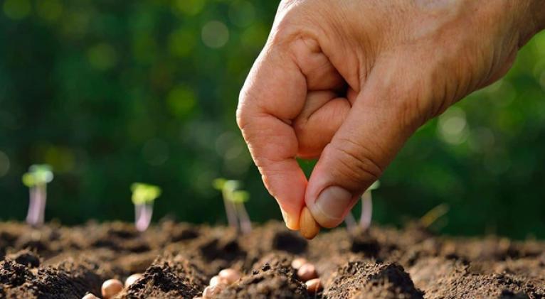 FAO apoya recuperación agropecuaria en Cuba