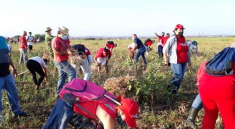 Trabajo voluntario contribuye a recuperación de Cuba ante meteoros