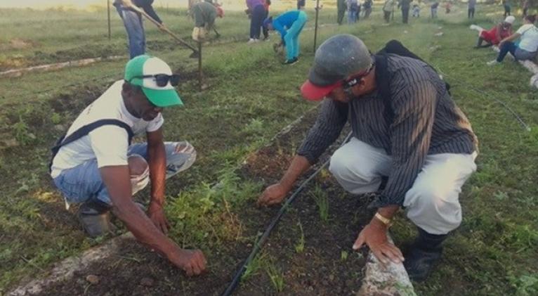 Jóvenes cubanos preparan gran jornada de trabajo voluntario