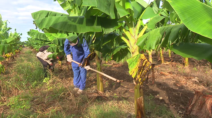 Dedicaron labores productivas en Las Tunas al Comandante en Jefe