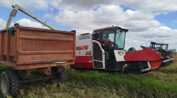 Destacan altos rendimientos en producción de arroz en el municipio de Amancio