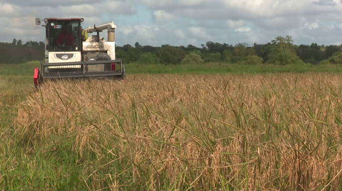 Aseguran producción de arroz en el municipio de Amancio