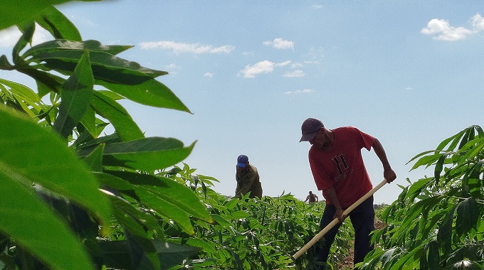 Incentivan azucareros producción de alimentos en Amancio