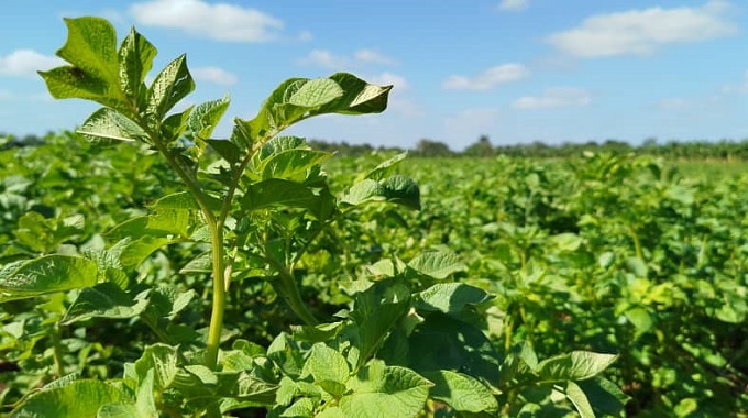 Fructifica en Las Tunas iniciativa para el rescate del cultivo de la papa