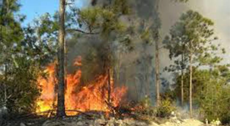 Informa Cuerpo de Guardabosques sobre incendios forestales