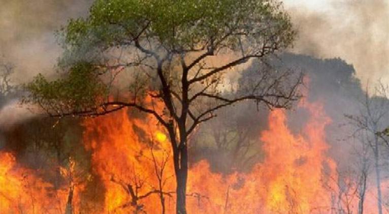 Combaten tres incendios forestales en Pinar del Río
