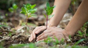 Promueven en Cuba campaña por Día Mundial del Medio Ambiente