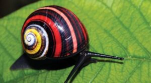 Día Internacional de la Biodiversidad: Si la biodiversidad sufre, la humanidad también (+ Infografías)