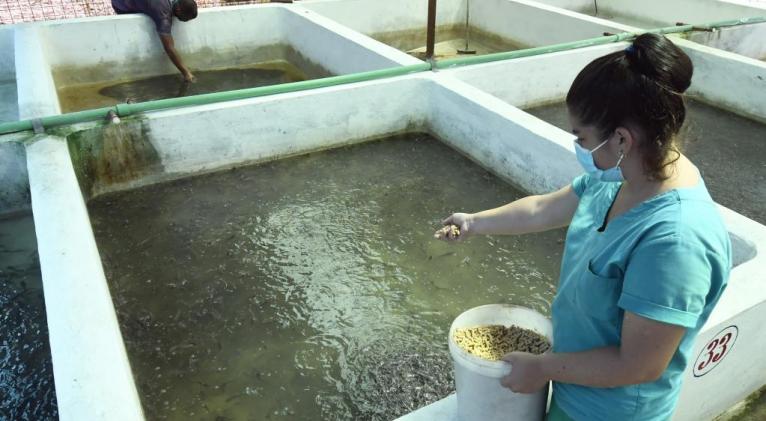 FAO colabora con Cuba en control de salinidad