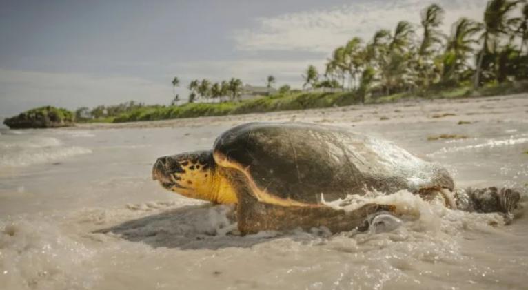 Tortugas marinas en Cuba amenazadas por la extinción