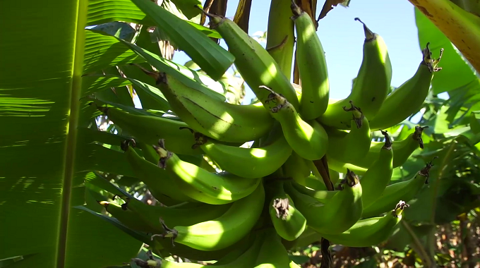 Agilizan en Las Tunas acciones para rescatar el cultivo del plátano