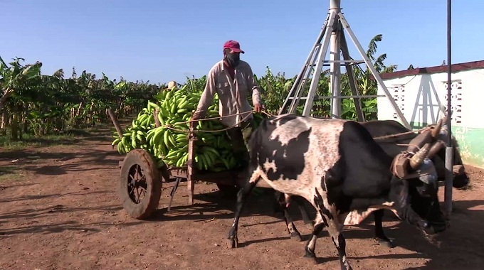 Garantiza Banco de Crédito y Comercio atención a trabajadores del sector agropecuario en Las Tunas
