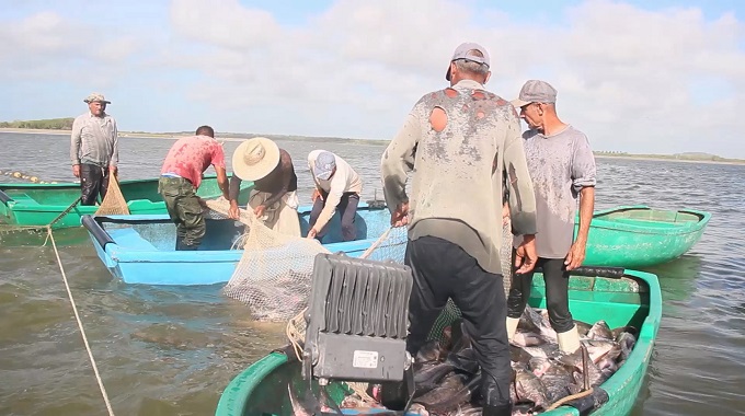 Destacan resultados productivos de la acuicultura en el municipio de Manatí