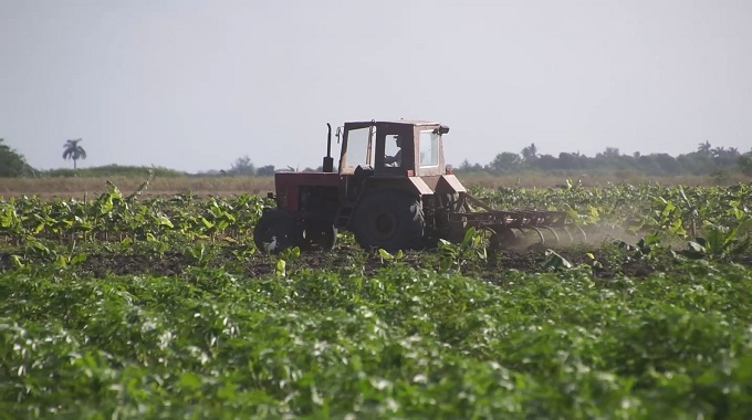 Intensifican acciones en Las Tunas para lograr grandes producciones de alimentos
