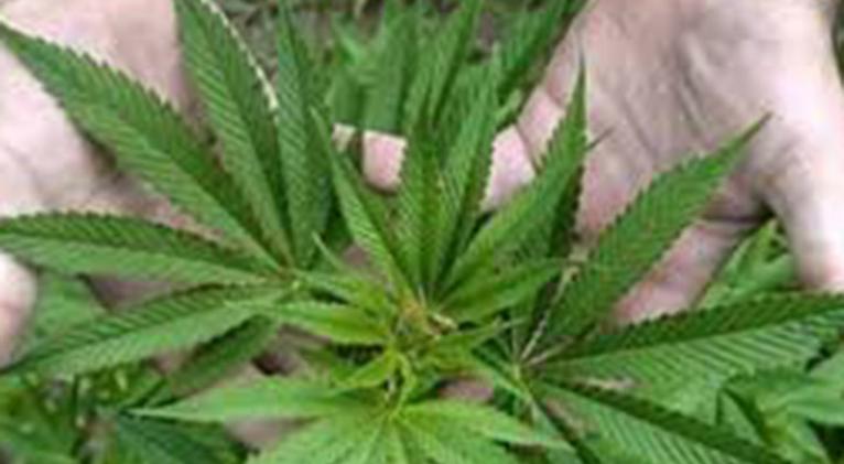 Refuerza Cuba combate al cultivo ilícito de marihuana