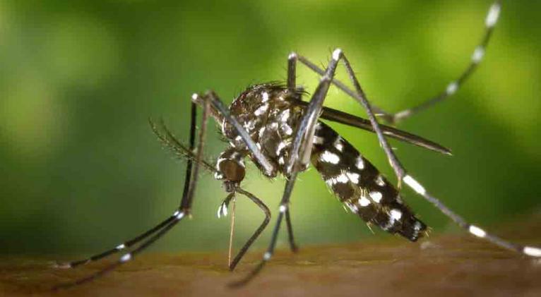Dengue y chikungunya en Cuba, causas y cómo frenar la transmisión (+ VIDEO)