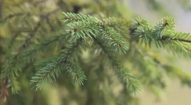 El oro puede crecer en los árboles gracias a las bacterias