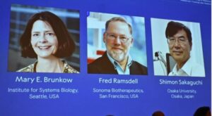 El Nobel de Medicina premia a tres científicos por su trabajo sobre la tolerancia inmune periférica