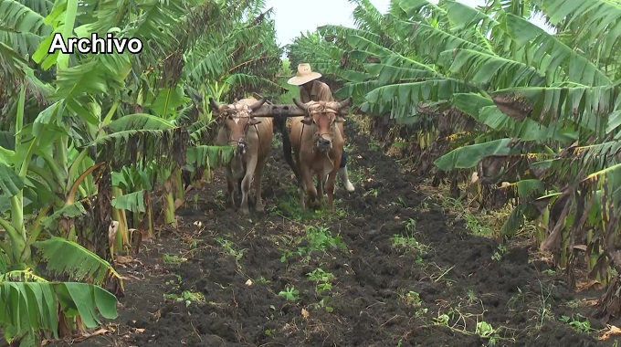 El Día del Trabajador Agropecuario