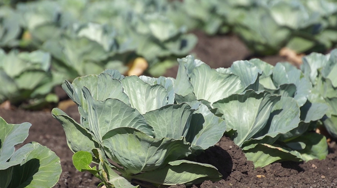 Incentivan producción de alimentos en Las Tunas