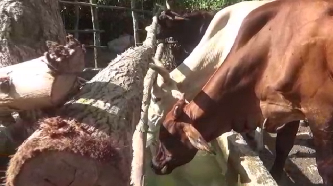 Se crean condiciones en finca de Colombia para atender la alimentación ganadera