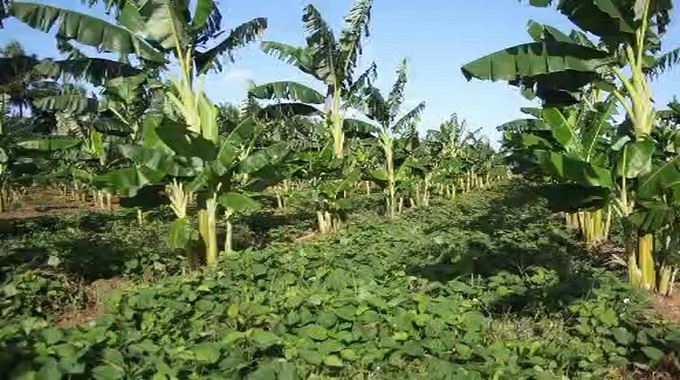 Apuesta Las Tunas por incrementar y diversificar sus producciones agrícolas