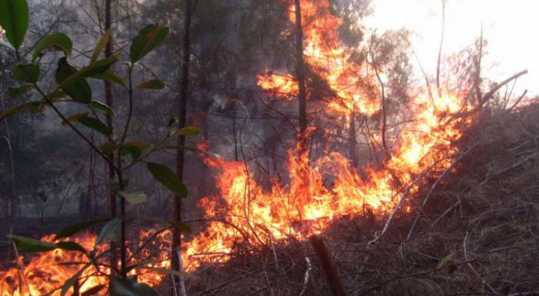Reportan tres incendios forestales en Cuba