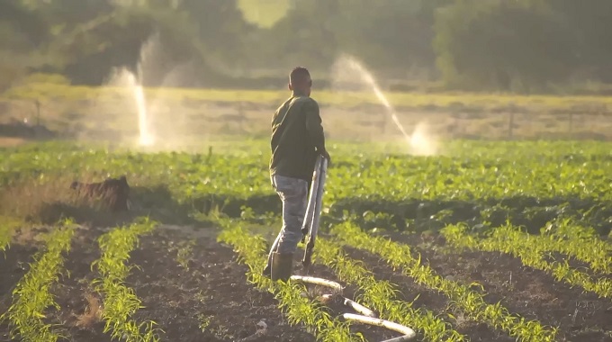 Los productores del municipio de Amancio exhiben resultados favorables en la agricultura, aunque todavía distan de lo que demanda la provincia y el país en materia de soberanía alimentaria. El primer secretario del Partido en Las Tunas, constató los avances que va teniendo el territorio en el sector agropecuario.