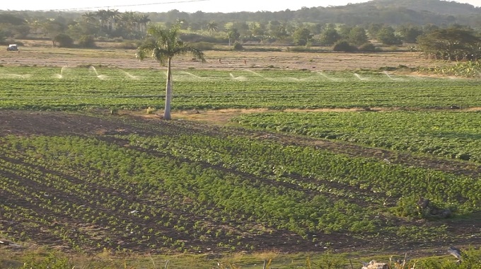 Avanzan producciones agrícolas en el municipio Amancio al sur de Las Tunas