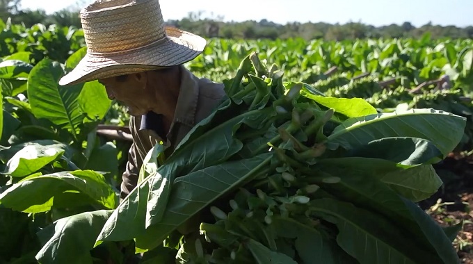 Intensifican labores productores del municipio Colombia para lograr mejor calidad en la cosecha del tabaco