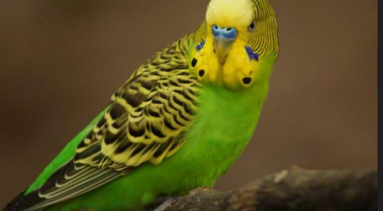 Alerta CITMA sobre peligros de captura ilegal de aves en Cuba