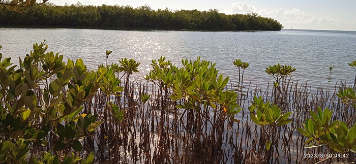 Avanza proyecto de adaptación climática en costa sur de Cuba (+Fotos)