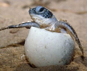 La vida silvestre, un sostén de la existencia humana