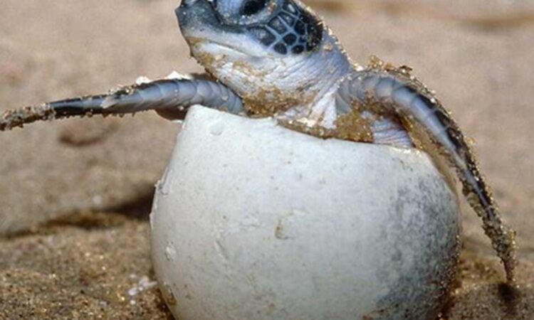 La vida silvestre, un sostén de la existencia humana