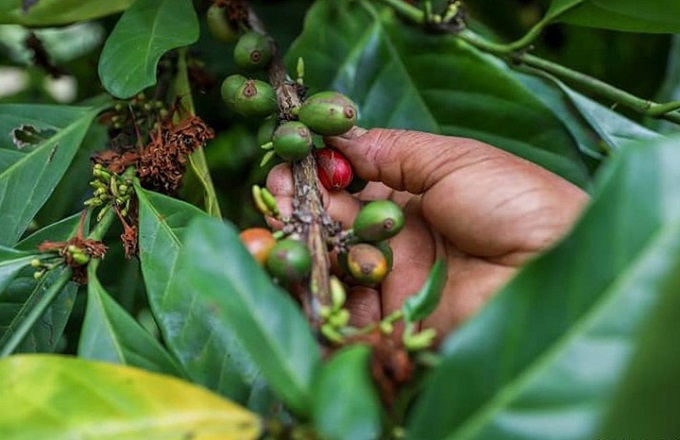 Respalda FAO resiliencia agrícola en oriente cubano