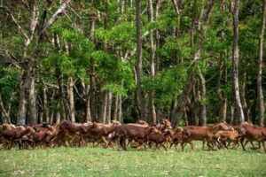 Cuba con siete vacunas contra enfermedades infecciosas veterinarias