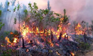 Intentan contener incendio forestal en occidental provincia cubana
