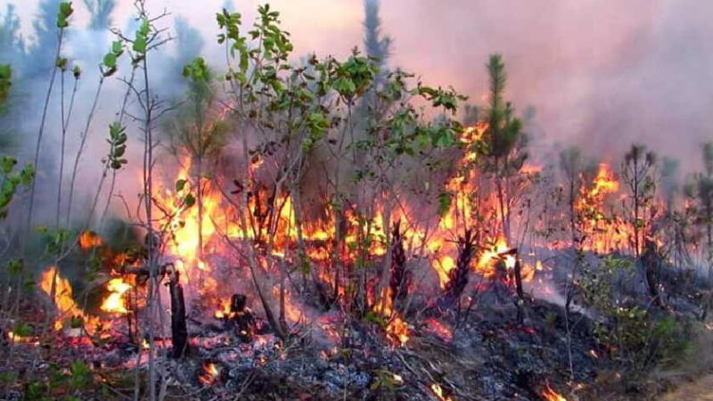 Intentan contener incendio forestal en occidental provincia cubana