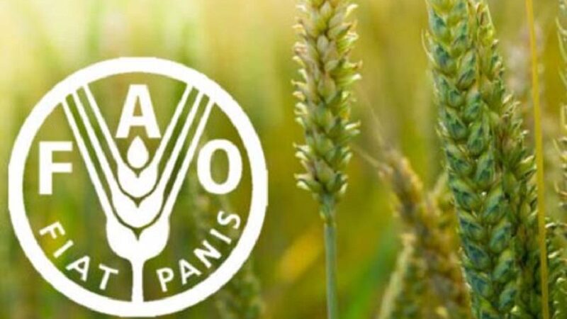 FAO alerta de catástrofe alimentaria por crisis en estrecho de Ormuz