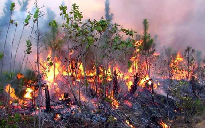 Informa el Cuerpo de Guardabosques de Cuba sobre incendios forestales