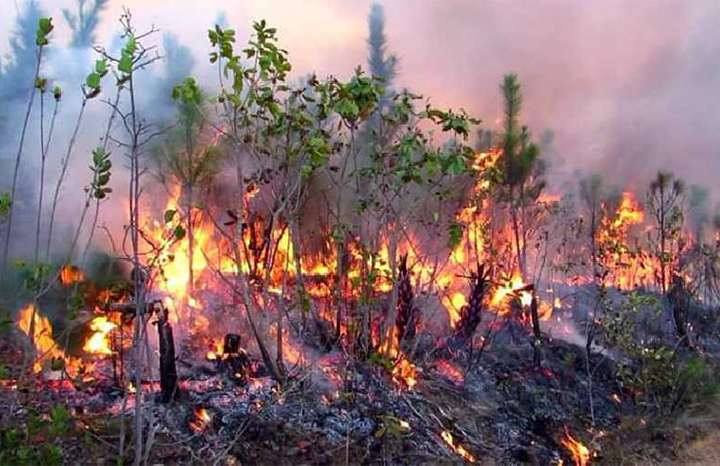 Informa el Cuerpo de Guardabosques de Cuba sobre incendios forestales