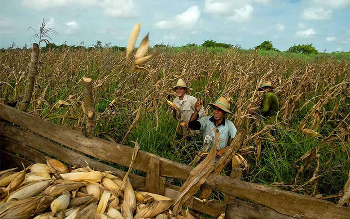 Convocan en Cuba a concursos sobre seguridad alimentaria