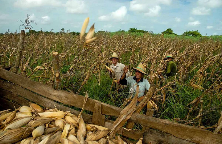 Convocan en Cuba a concursos sobre seguridad alimentaria