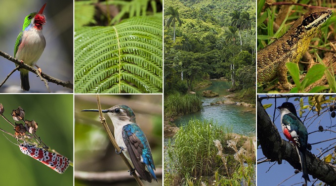 La pérdida silenciosa y acelerada de la biodiversidad