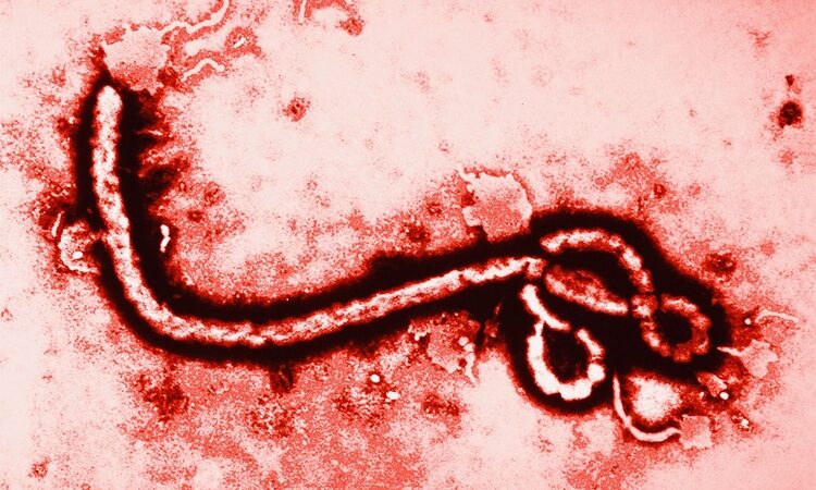 nuevo ébolavirus bundibugyo